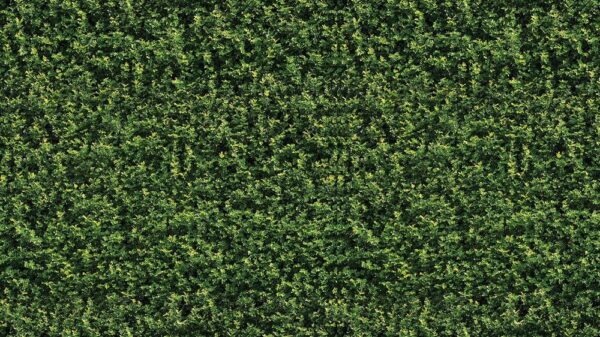 Leaves 001
