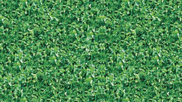 Leaves 002