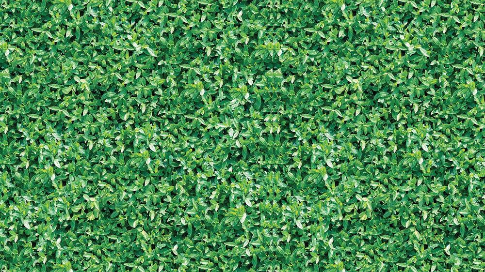 Leaves 002