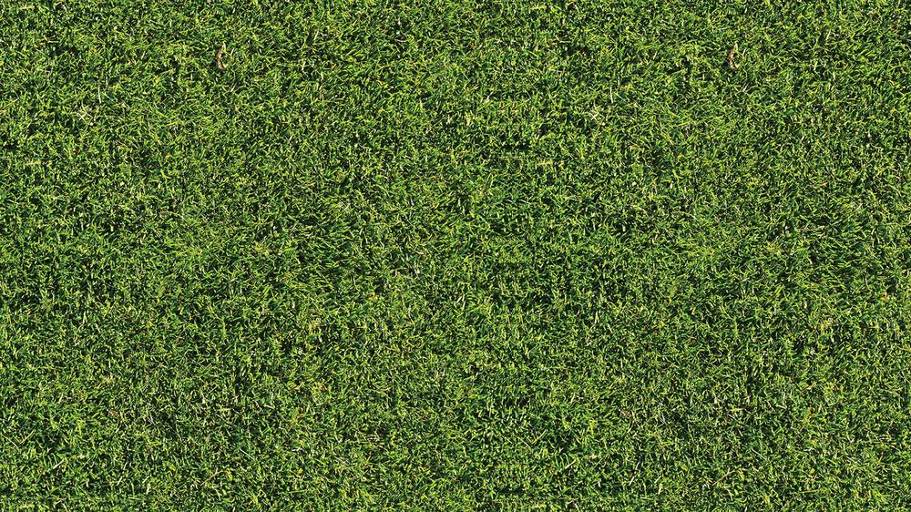 Leaves 004