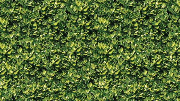 Leaves 006