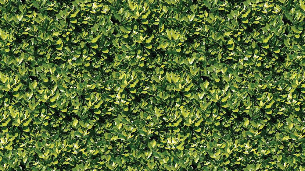 Leaves 006