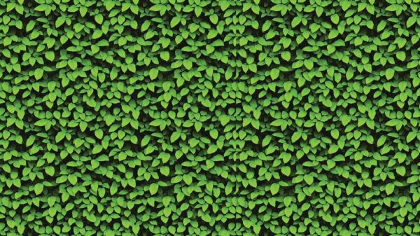 Leaves 007