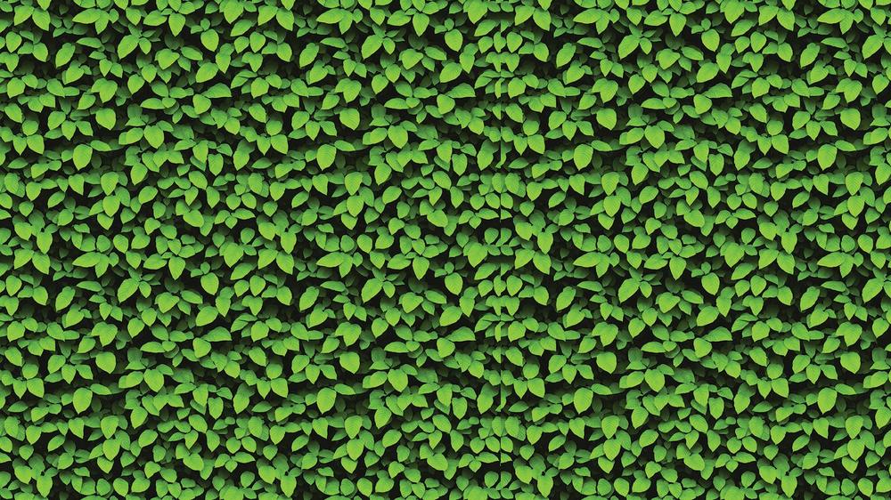 Leaves 007