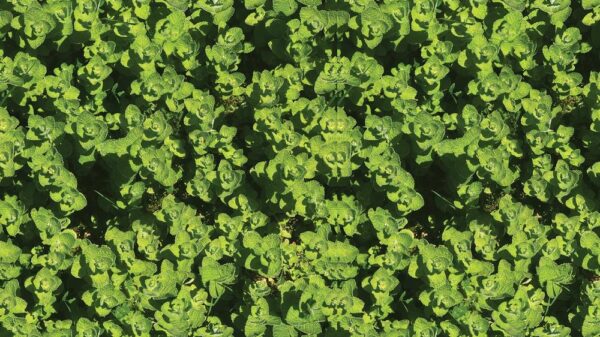 Leaves 009