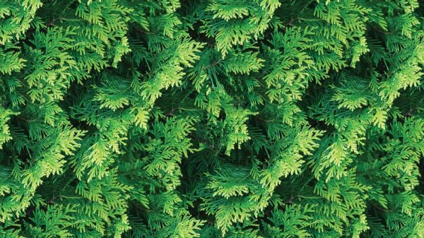 Leaves 010