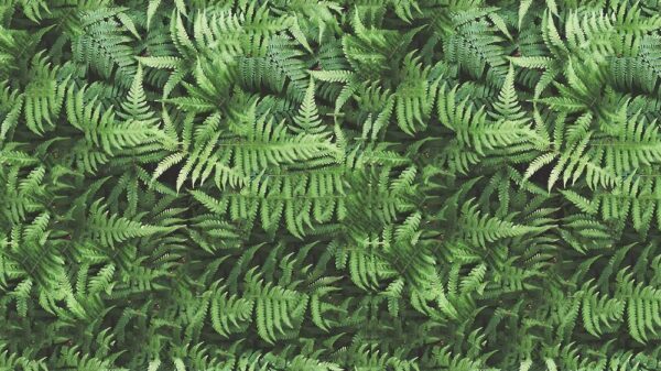Leaves 011