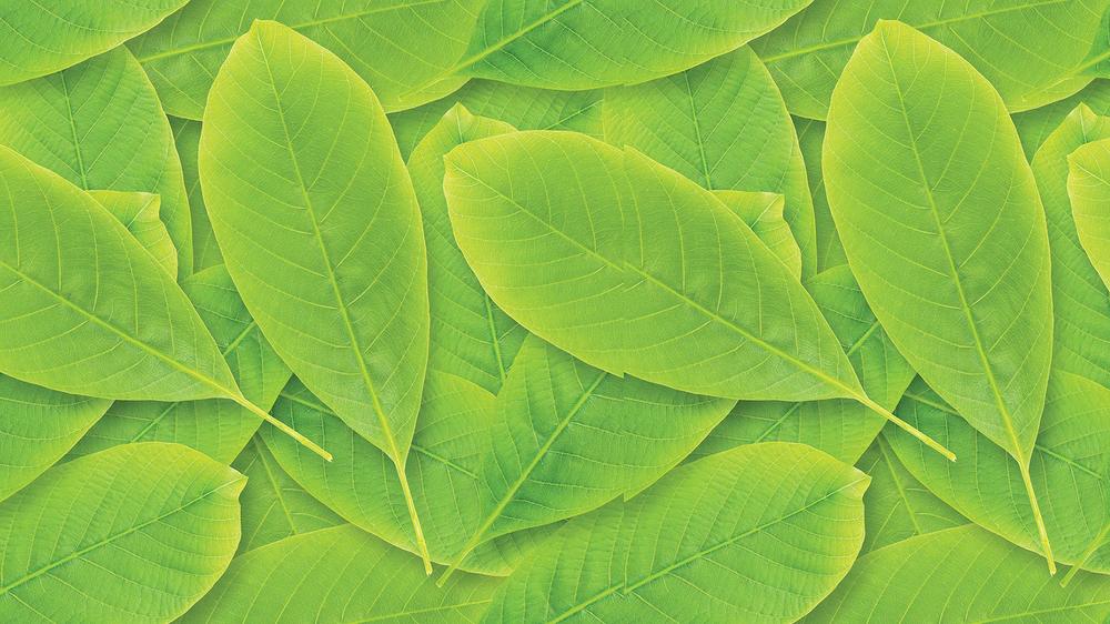 Leaves 014