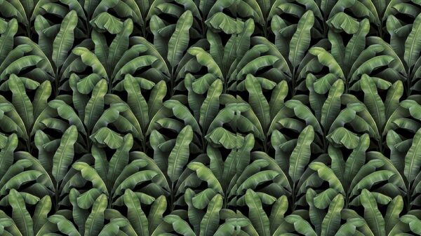 Leaves 027