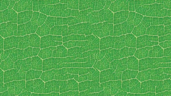Leaves 039
