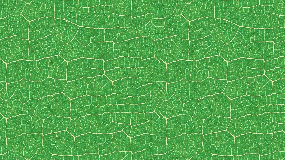 Leaves 039