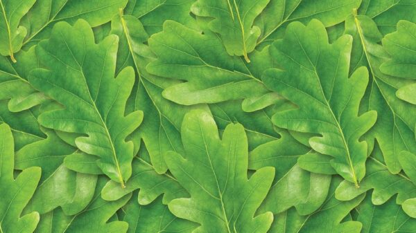 Leaves 043