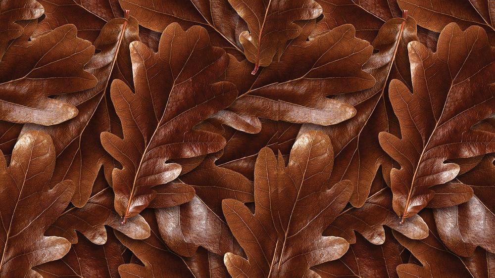 Leaves 044