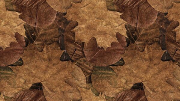 Leaves 045
