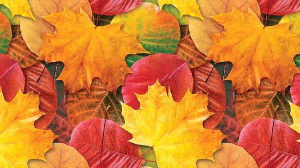 Leaves 046