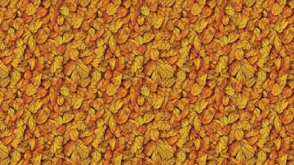 Leaves 047