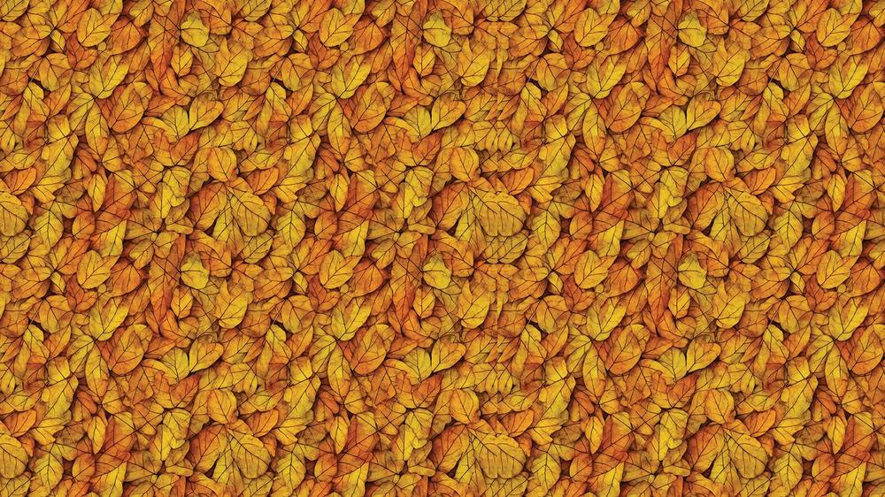 Leaves 047