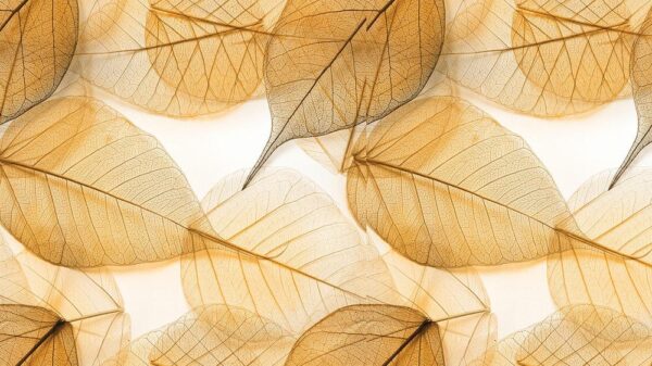 Leaves 049