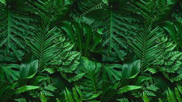 Leaves 051