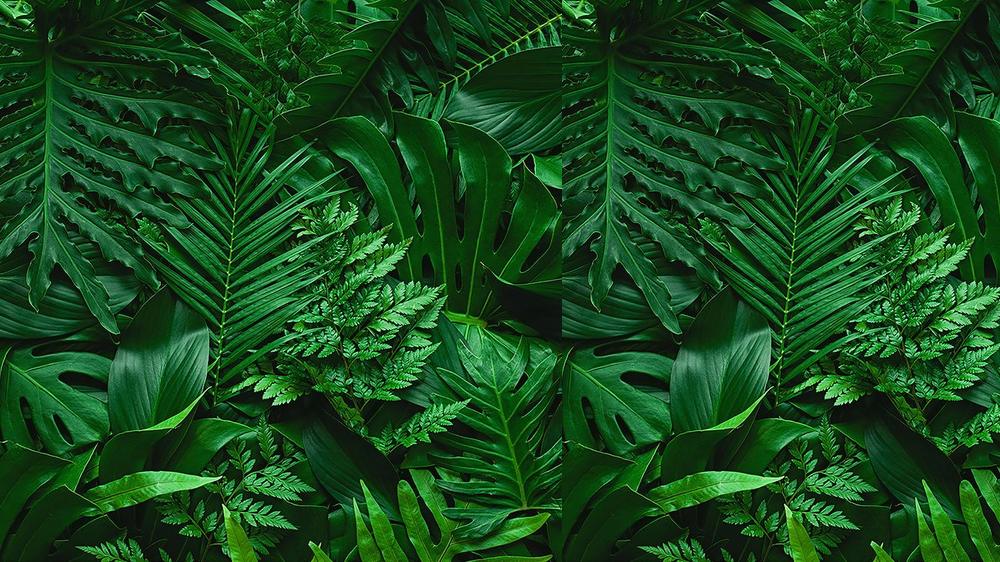 Leaves 051