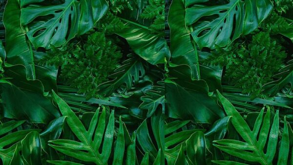 Leaves 052
