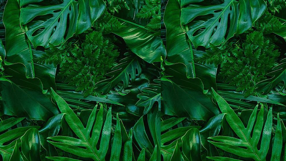 Leaves 052