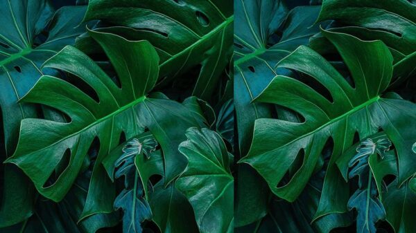 Leaves 054