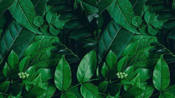 Leaves 056