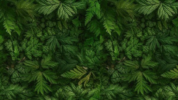 Leaves 057