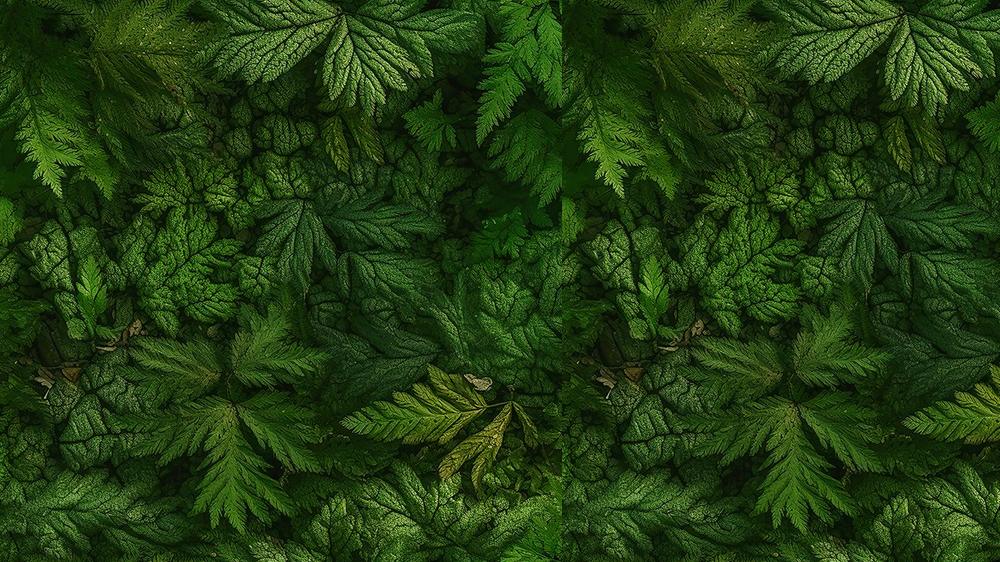 Leaves 057