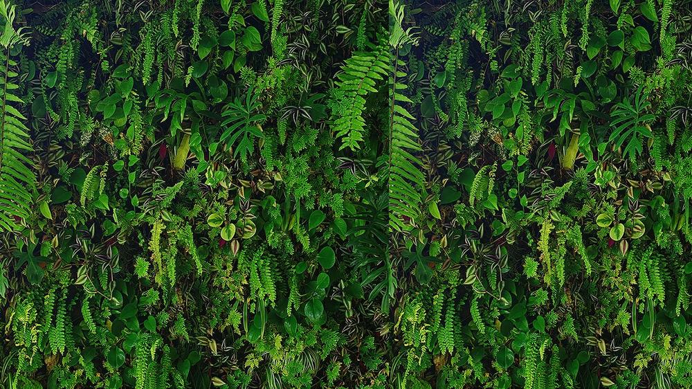 Leaves 061
