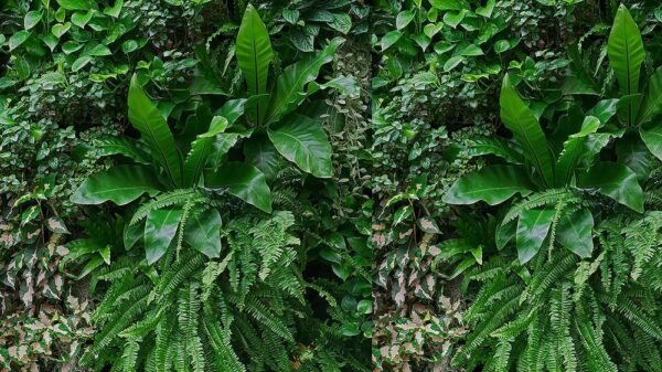 Leaves 062