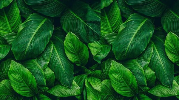 Leaves 066