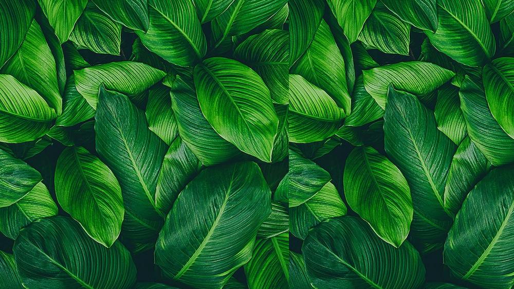 Leaves 067