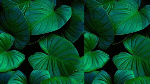 Leaves 068