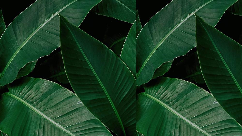 Leaves 071