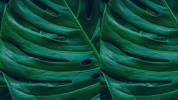 Leaves 073