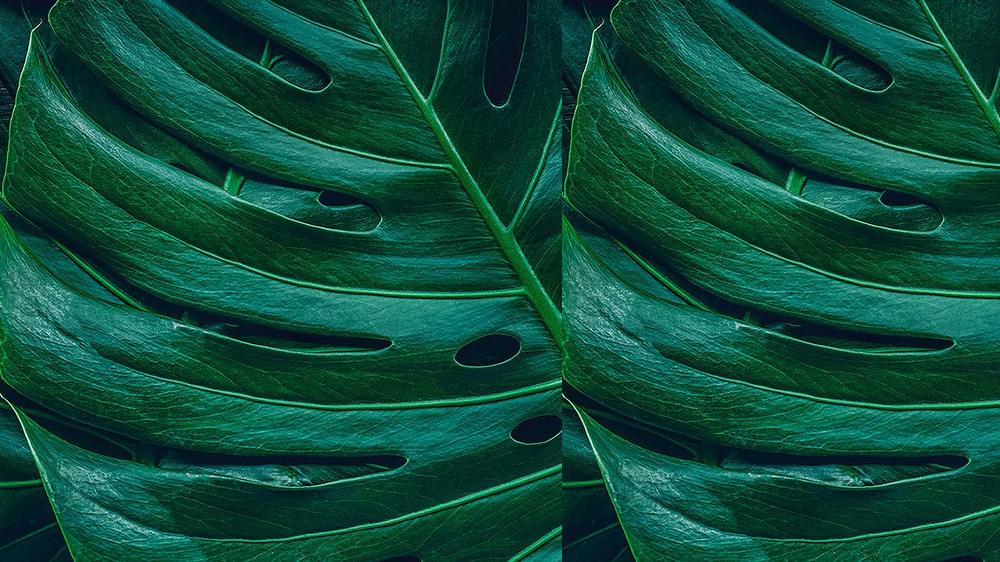 Leaves 073