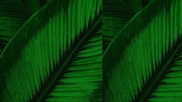 Leaves 074