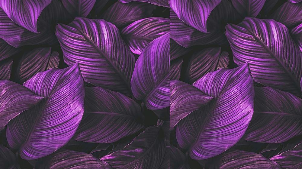 Leaves 082