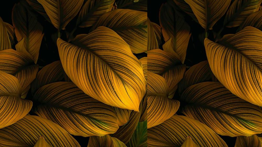 Leaves 084